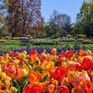 colorful tulips in a park